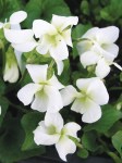VIWC_0_Viola_White-Czar.1491336676