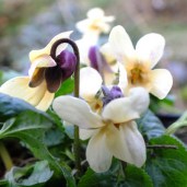 Viola-Irish-Elegance-2