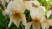 Viola-Odorata-Sulphurea-600df33eedb519d19d6377cac0550abd