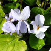Viola-Reine-des-Neiges-2-400x400