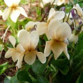 Viola-odorata-Sulphurea_1