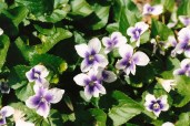 Viola-sororia-priceana_1