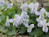 Viola-sororia