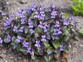 Viola_labradorica_Fiołek_labradosrski_2017-05-01_01