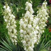 adams-needle-yucca-filamentosa_4-600x600