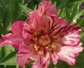 anderkalaidoscopewmk