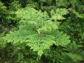 aralia-elata-01