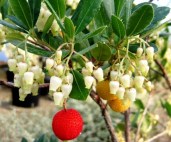 arbutus-unedo-atlantic