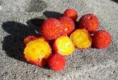 arbutus_menziesii_seedling
