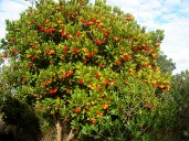 arbutus_menziesii_seeds_2