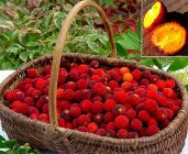 arbutus_unedo_seeds_3