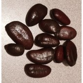 asimina_triloba_seed_1_1