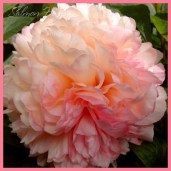 b71093b9b38c0cb6ec1e6033a4bb4a19