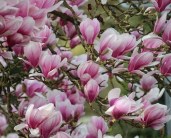 big_magnolia-lucky-red-crop