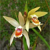 bletilla-ochracea