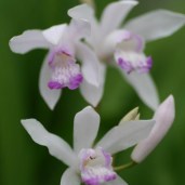 bletilla-striata-sweet-lips-10081