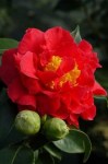 blood-of-china