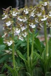 calanthe-discolor.i-2617.s-65036.r-1_4d9638e9-226f-41c0-813b-f72a4db0b77c_400x.progressive