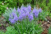 camassia-quamash-main