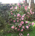 camellia-japonica-pink