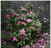 camellia-soins-2-big5
