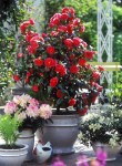camellia_PL14020040