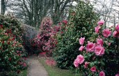 camellia_PLgpl1-00042335-001
