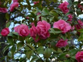 camelliajaponicadebbie_2