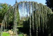 cedrus-atlantica