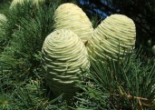 cedrus_deodara