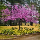 cercis-canadensis-300x300