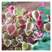cercis-carolina-sweetheart-3