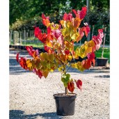 cercis_eternal_flame_4