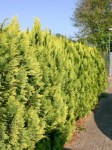 chamaecyparis-lawsoniana-stardust-chamaecyparis-la