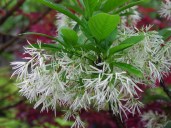 chionanthus-virginicus-2013-2