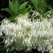chionanthus-virginicus-TieGuyII-7579-2