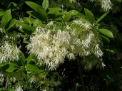 chionanthus-virginicus-fl-pdrobot-e5