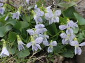 common-blue-violet