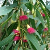 eucalyptus_leucoxylon1