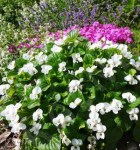 fiolek-motylkowaty-albiflora-viola-sororia