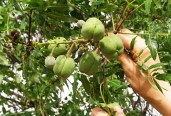 fruit19