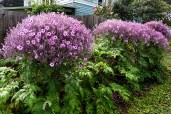geranium_maderense_2015
