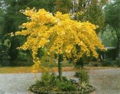 ginkgo-biloba-pendula-4-year-graft1