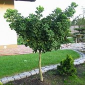 ginkgo_biloba_mariken6