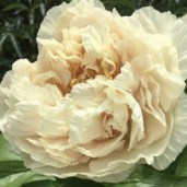 grand-massive620a28e991346697c.th