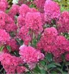hortensia-framboisine-rensam-