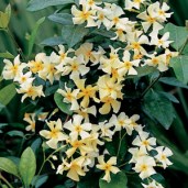 japanese-star-jasmine-18-lpojapsja