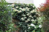 japanesehydrangeavinemoonlight6-13jpg-26d0e2433c5b782f