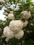 kalina-koralowa-viburnum-opulus-roseum_f