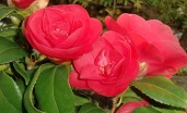 kamelie_olaf-bechtold_pixelio5